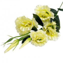 EUSTOMA GAŁĄZKA