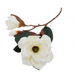 MAGNOLIA GALAZKA