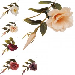 EUSTOMA POJEDYNCZA