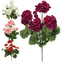 BUKIET PELARGONIA