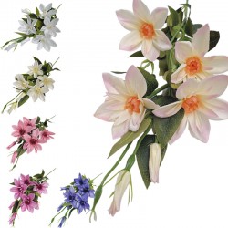 CLEMATIS GALAZKA