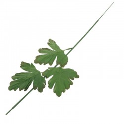 ŁODYGA
