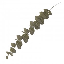 EUKALIPTUS 120/960