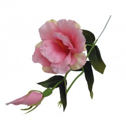 EUSTOMA POJEDYNCZA