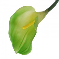 KALIA POJEDYNCZA