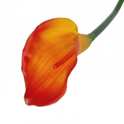 KALIA POJEDYNCZA