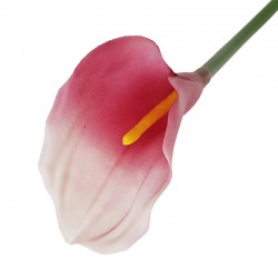 KALIA POJEDYNCZA