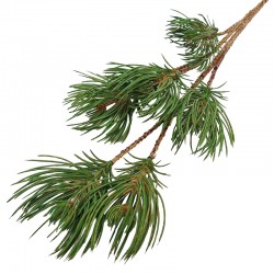 GAŁĄZKA ŚWIERKOWA