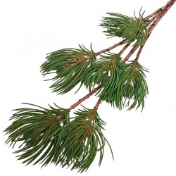 GAŁĄZKA ŚWIERKOWA