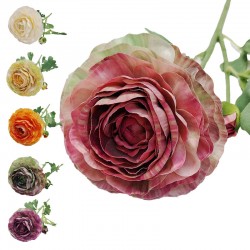 RANUNCULUS X2