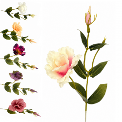 EUSTOMA POJEDYNCZA