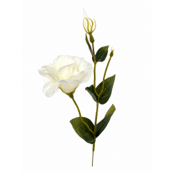 EUSTOMA POJEDYNCZA
