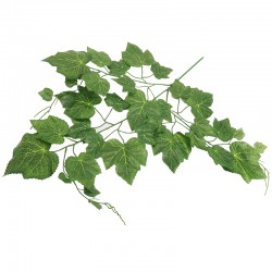 LIŚĆ WINOGRONA