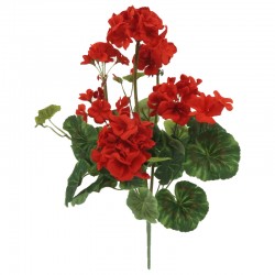 BUKIET PELARGONIA